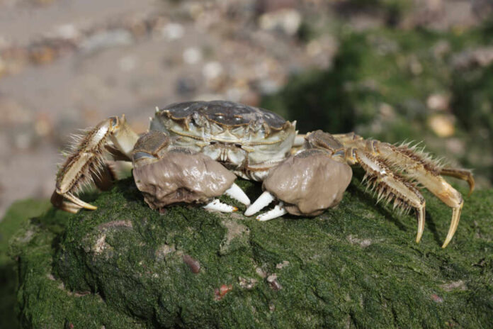 Chinese,Mitten,Crab,,Eriocheir,Sinensis,,Single,Crab,On,Mud,,River