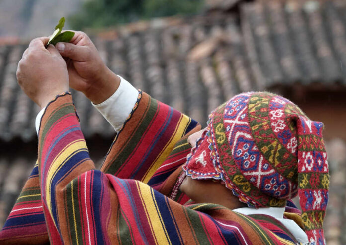 Peruvian,Shaman,Holding,Coca,Leaves,In,His,Hand,As,He
