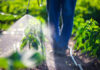 A farmer spraying pesticide on green plants in a field