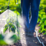 A farmer spraying pesticide on green plants in a field