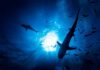 Cocaine Sharks Threaten Caribbean Paradise Silhouettes of sharks swimming in a blue underwater environment
