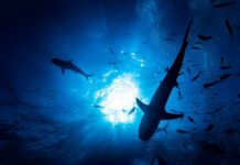 Silhouettes of sharks swimming in a blue underwater environment
