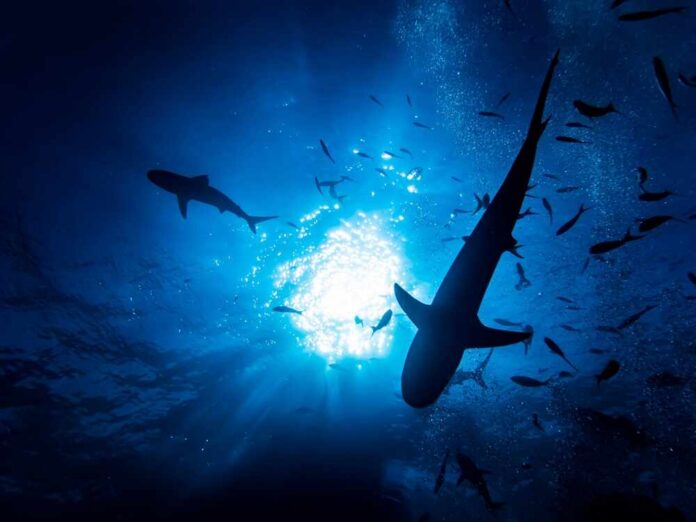 Silhouettes of sharks swimming in a blue underwater environment