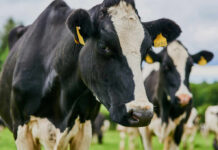Manure Digesters’ Dirty Secret: Methane Leaks Close-up of a black and white dairy cow with ear tags in a green field