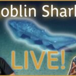 Goblin Shark Spotted in Surprising Habitat: Update from an Expert | Nautilus Live