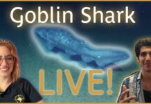 Goblin Shark Spotted in Surprising Habitat: Update from an Expert | Nautilus Live