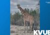 Owners offering $5K reward for giraffe on the loose in Texas Hill Country
