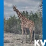 Owners offering $5K reward for giraffe on the loose in Texas Hill Country