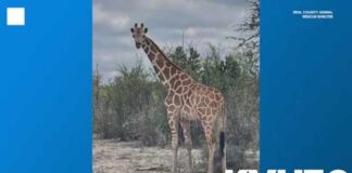 Owners offering $5K reward for giraffe on the loose in Texas Hill Country
