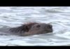 10-year-old girl attacked by beaver at Seneca Creek State Park marks third incident in MD this month