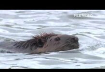 10-year-old girl attacked by beaver at Seneca Creek State Park marks third incident in MD this month
