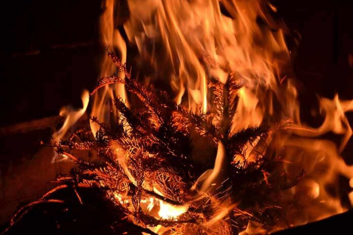 Dry pine branches burning in bright orange flames