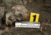 Human skull partially buried in soil with evidence marker and measuring scale