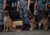 Police K-9 dogs with handlers in camouflage uniforms