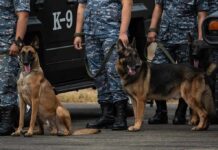 Police K-9 dogs with handlers in camouflage uniforms