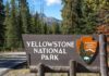 Dashcam Stunner: Yellowstone Bison Explodes Forward Yellowstone National Park entrance sign beside a forested road